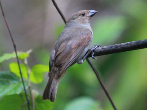 Image of Antillean bullfinches