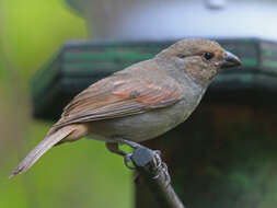 Image of Antillean bullfinches