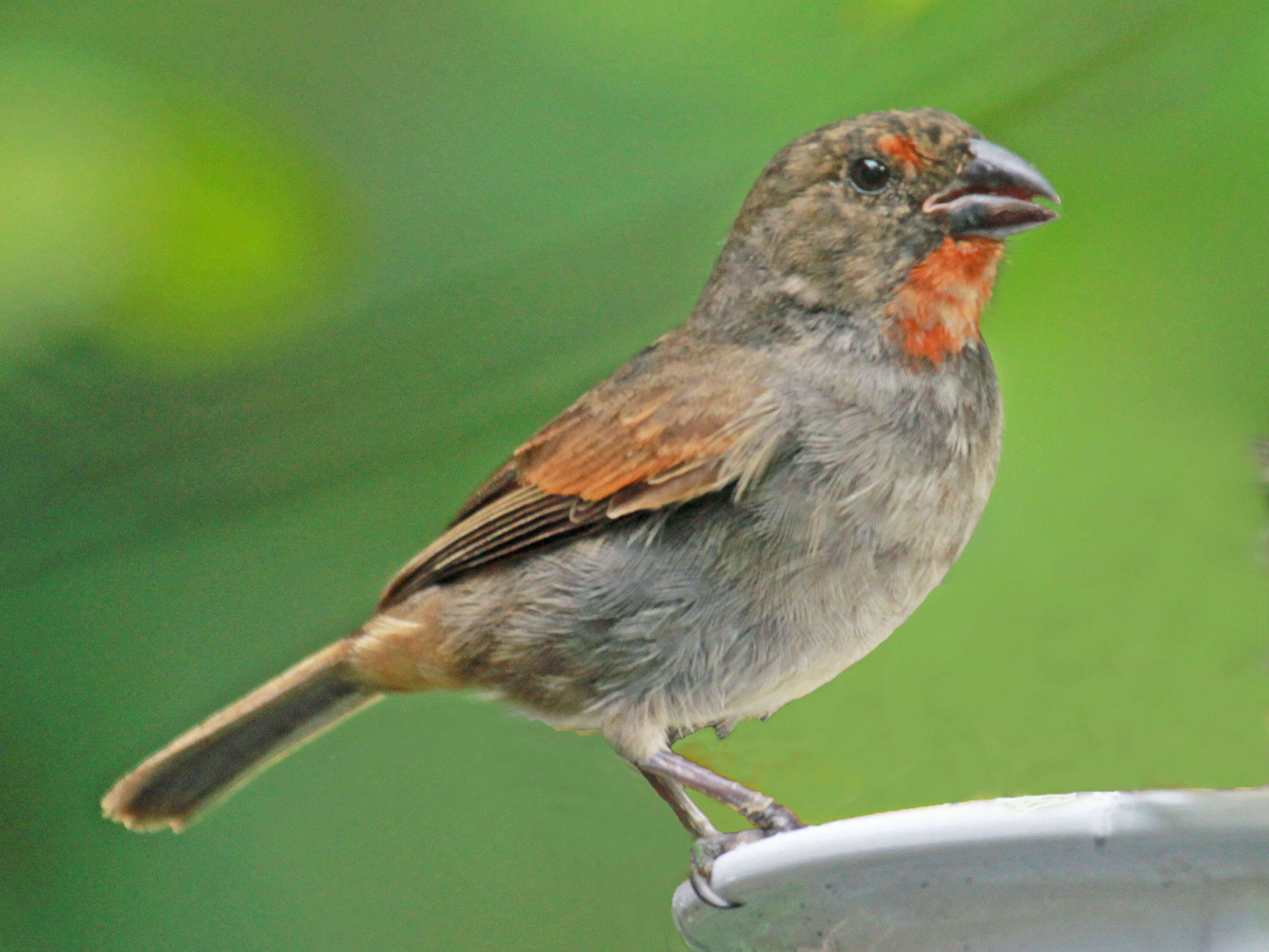 Image of Antillean bullfinches