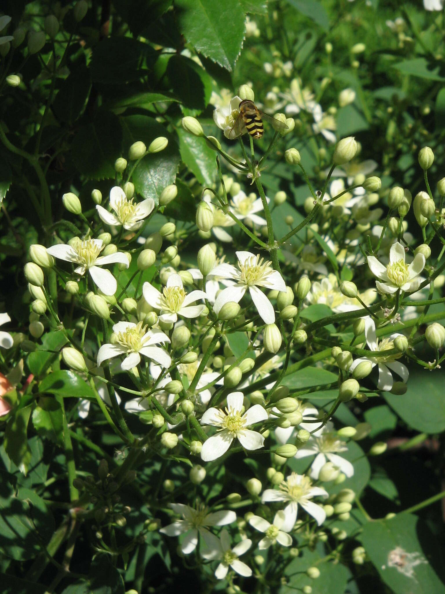 Imagem de Clematis recta L.