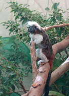 Image of cotton-top tamarin