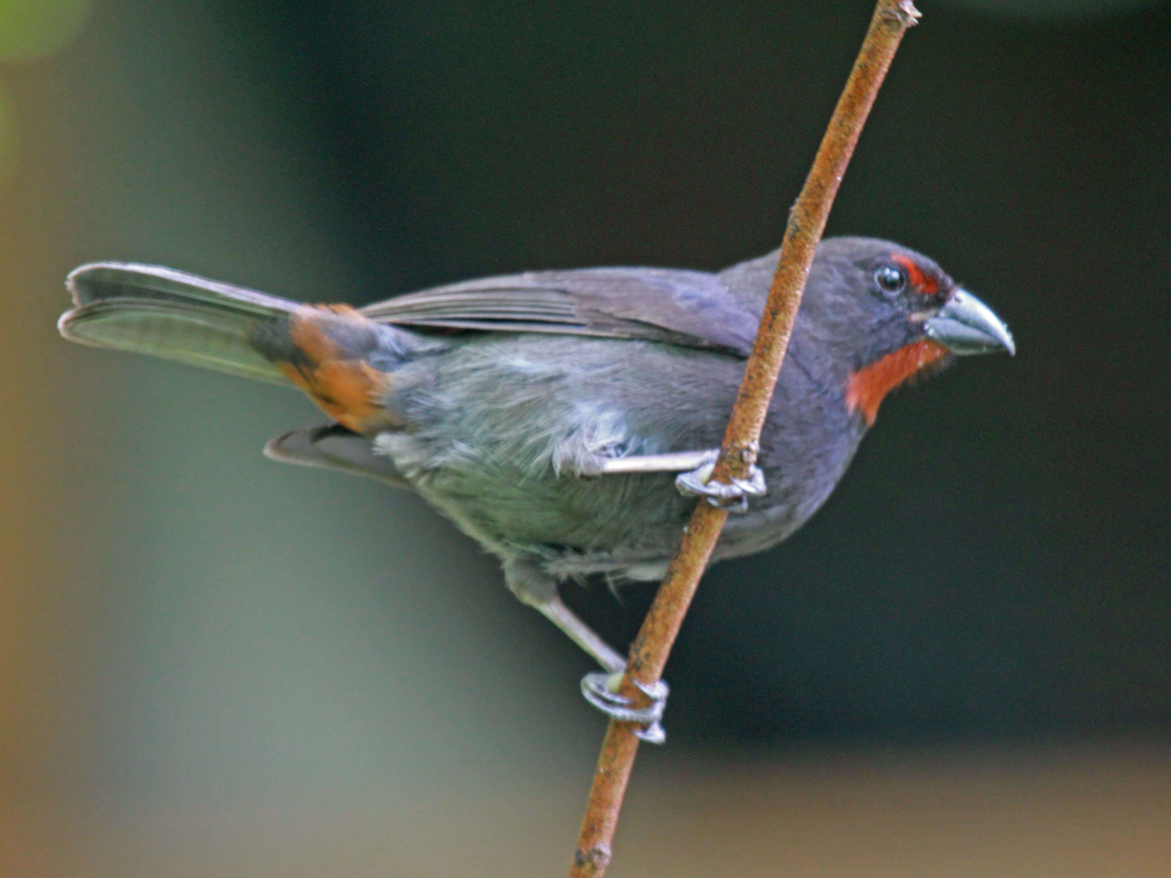 Image of Antillean bullfinches