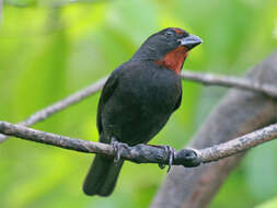 Image of Antillean bullfinches