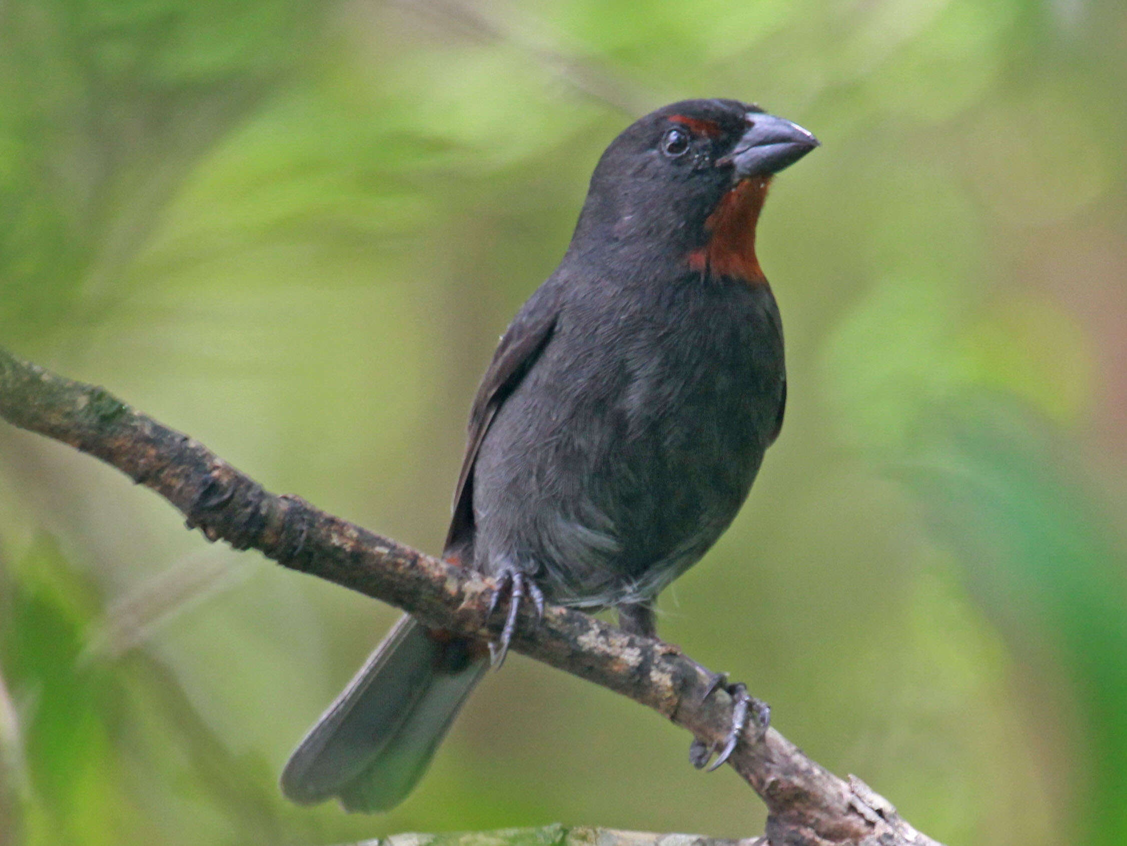 Image of Antillean bullfinches