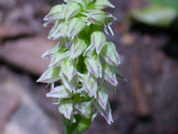 Image of Dense-flowered orchid