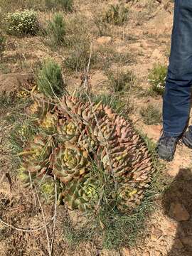 Image of Aloe brevifolia var. depressa (Haw.) Baker