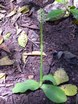 Image of Dense-flowered orchid