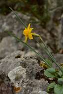 Narcissus cuatrecasasii Fern. Casas, M. Laínz & Ruíz Rejón resmi