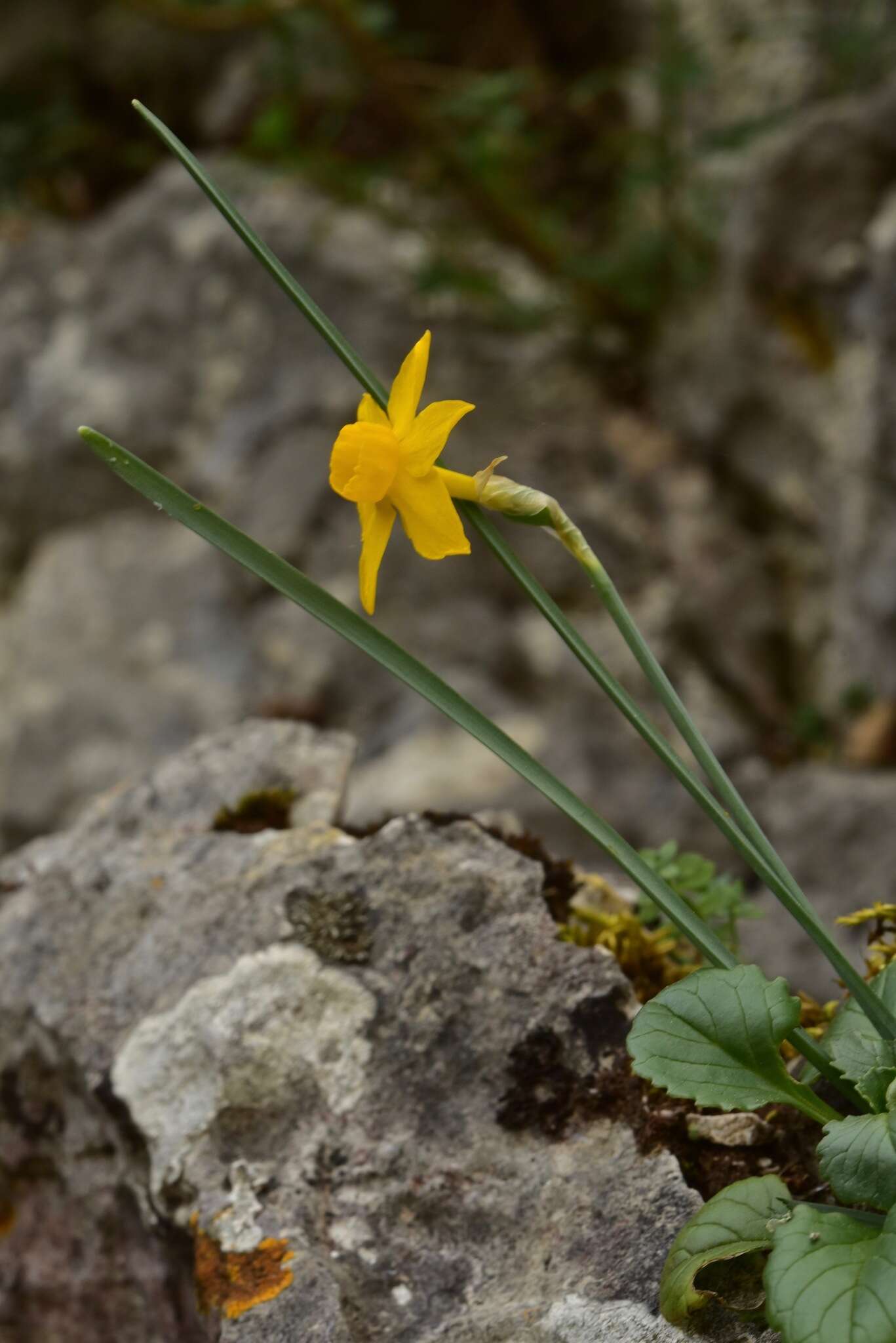 Narcissus cuatrecasasii Fern. Casas, M. Laínz & Ruíz Rejón resmi