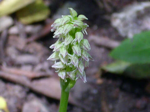 Image of Dense-flowered orchid