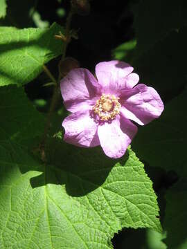 Image of American bramble