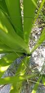 Image of perfumed spiderlily