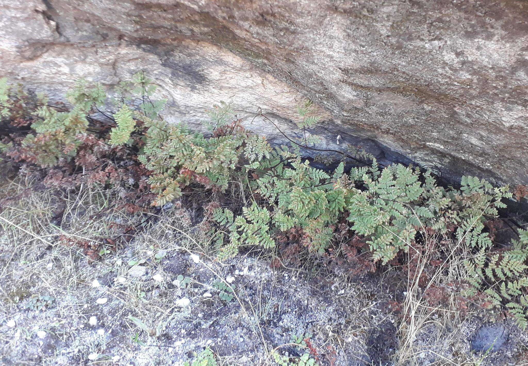 Cheilanthes multifida subsp. multifida resmi