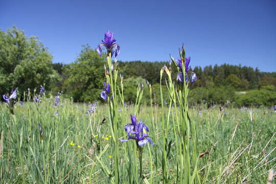 Image of German Iris