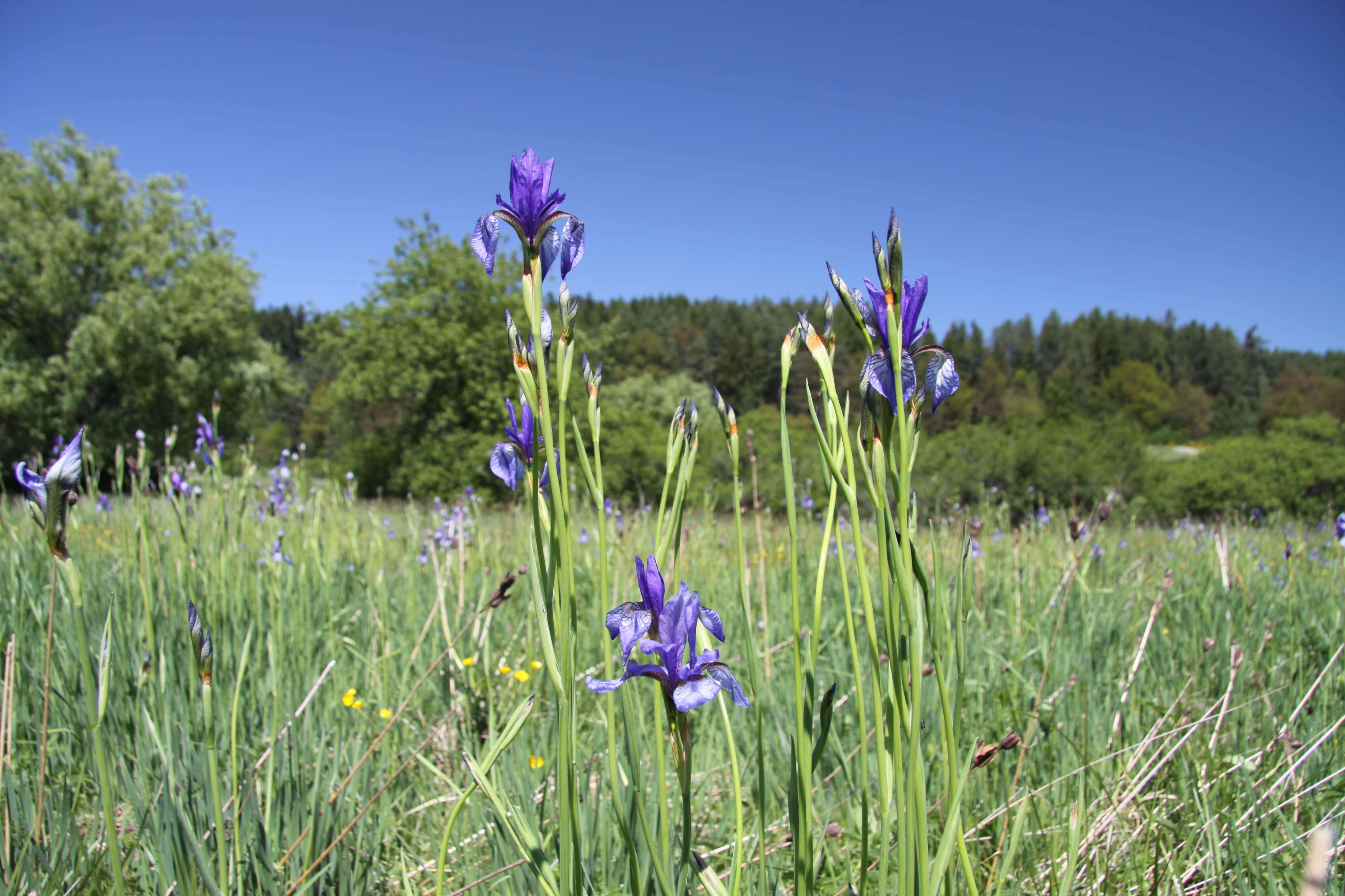 Image of German Iris