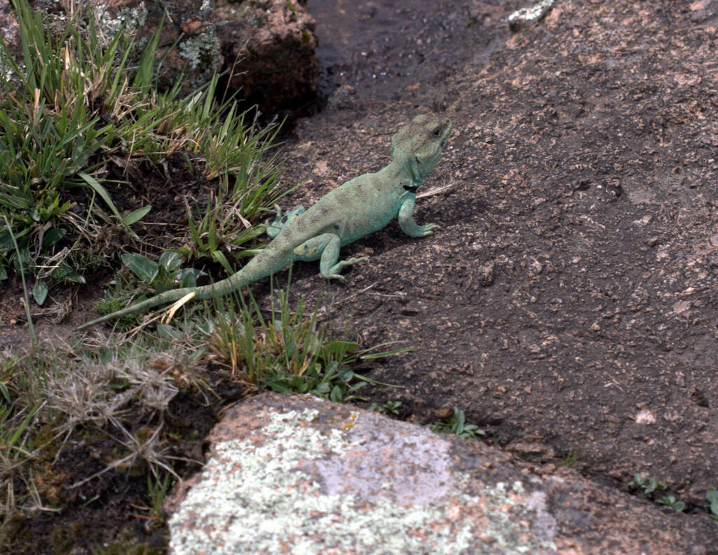 صورة Pristidactylus achalensis (Gallardo 1964)