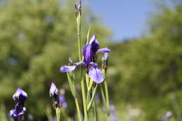 Image of German Iris