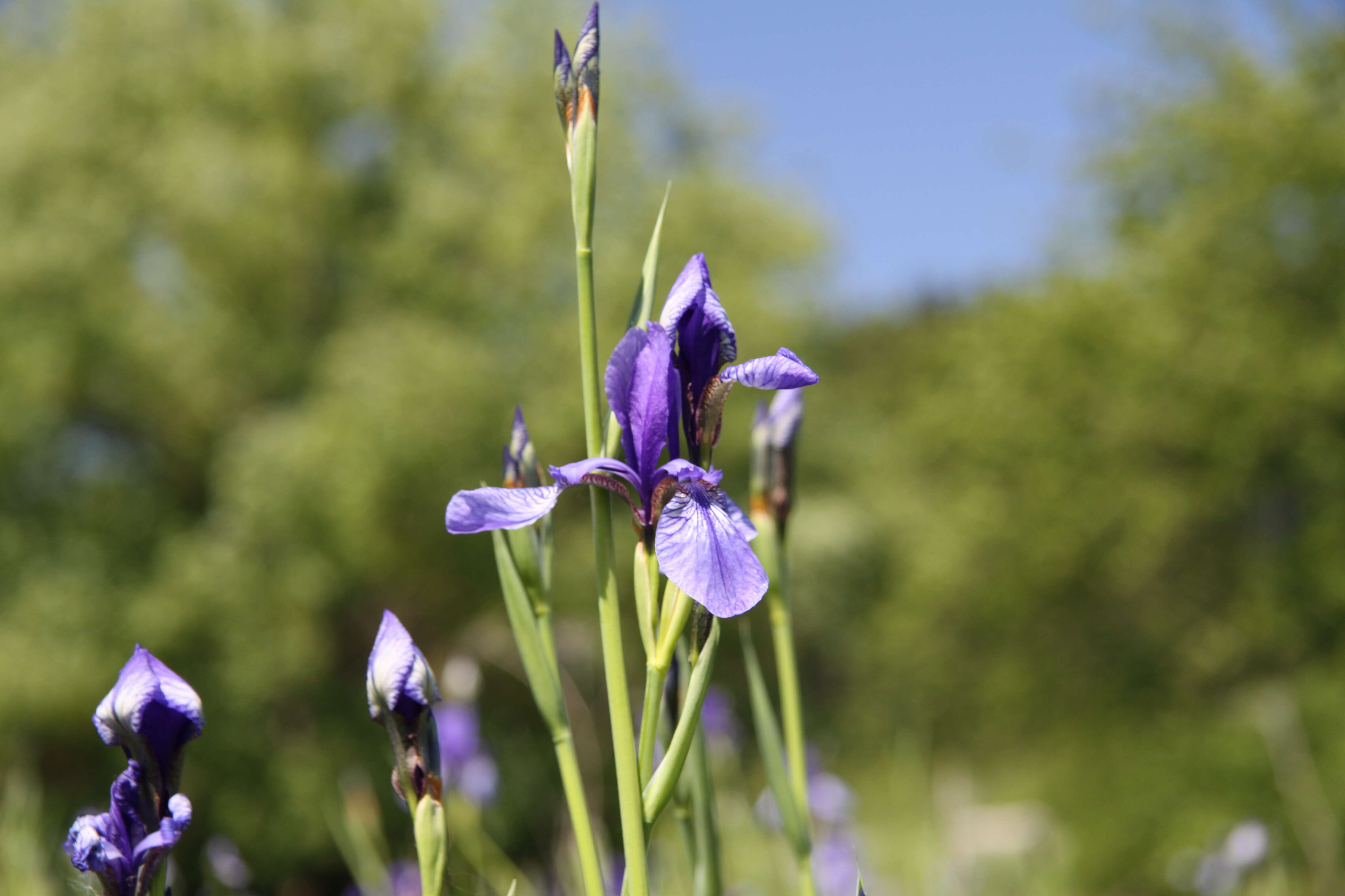 Image of German Iris