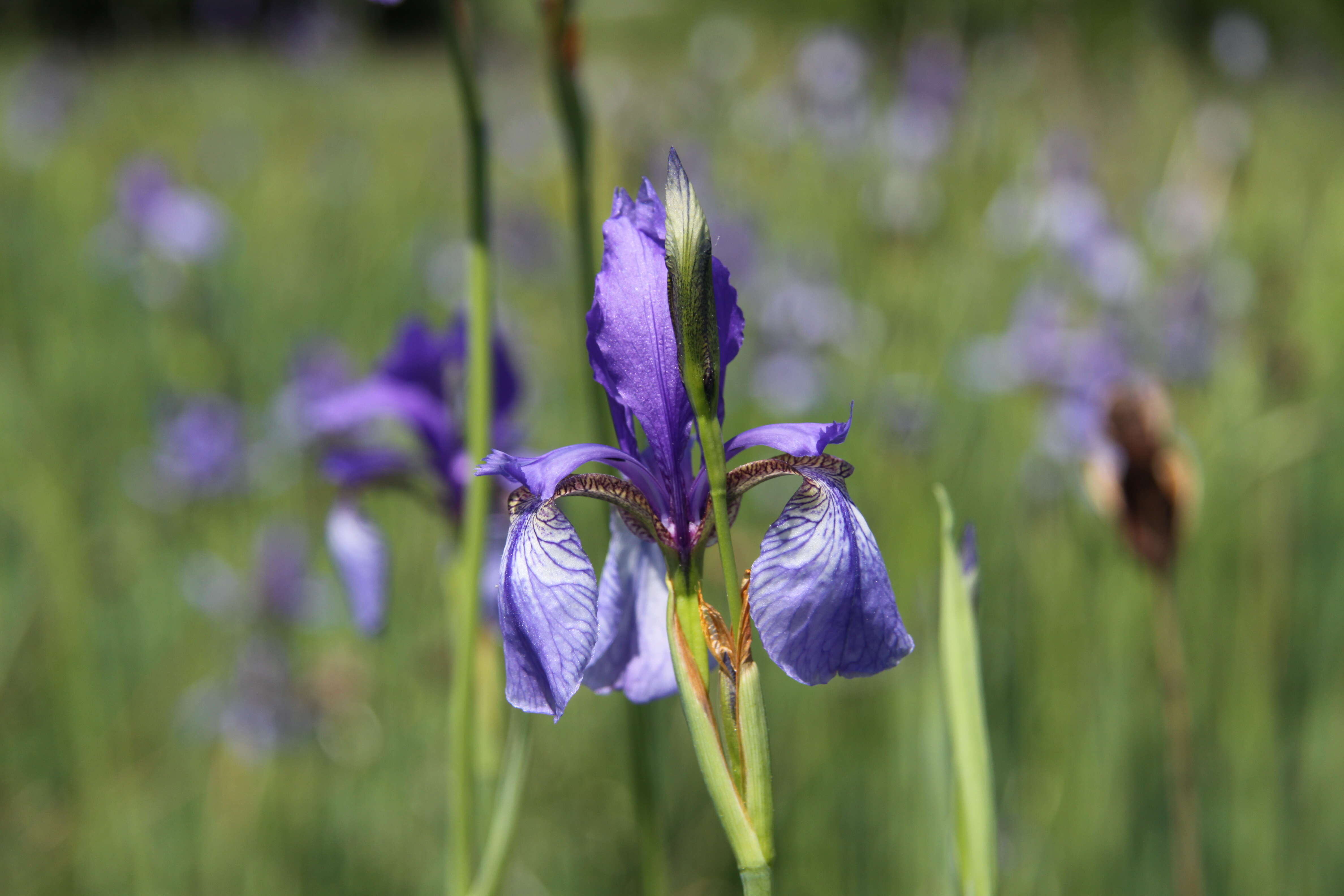 Image of German Iris