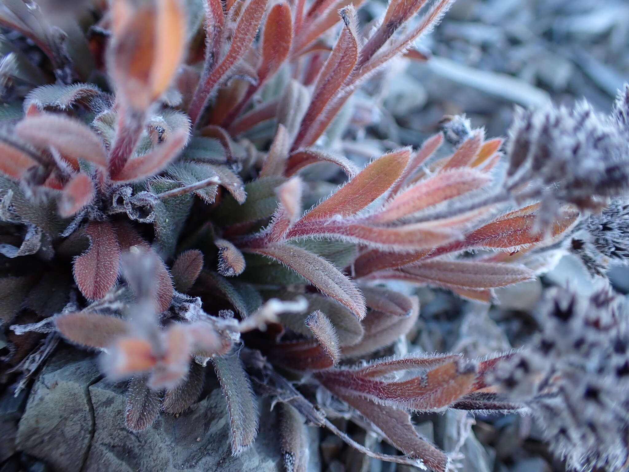 Image of Myosotis traversii var. cantabrica L. B. Moore