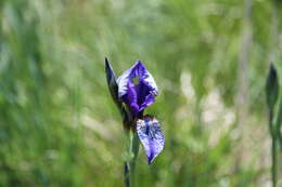 Image of German Iris