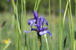 Image of German Iris