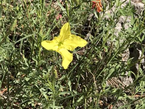 Imagem de Oenothera hartwegii subsp. fendleri (A. Gray) W. L. Wagner & Hoch