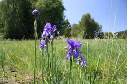 Image of German Iris