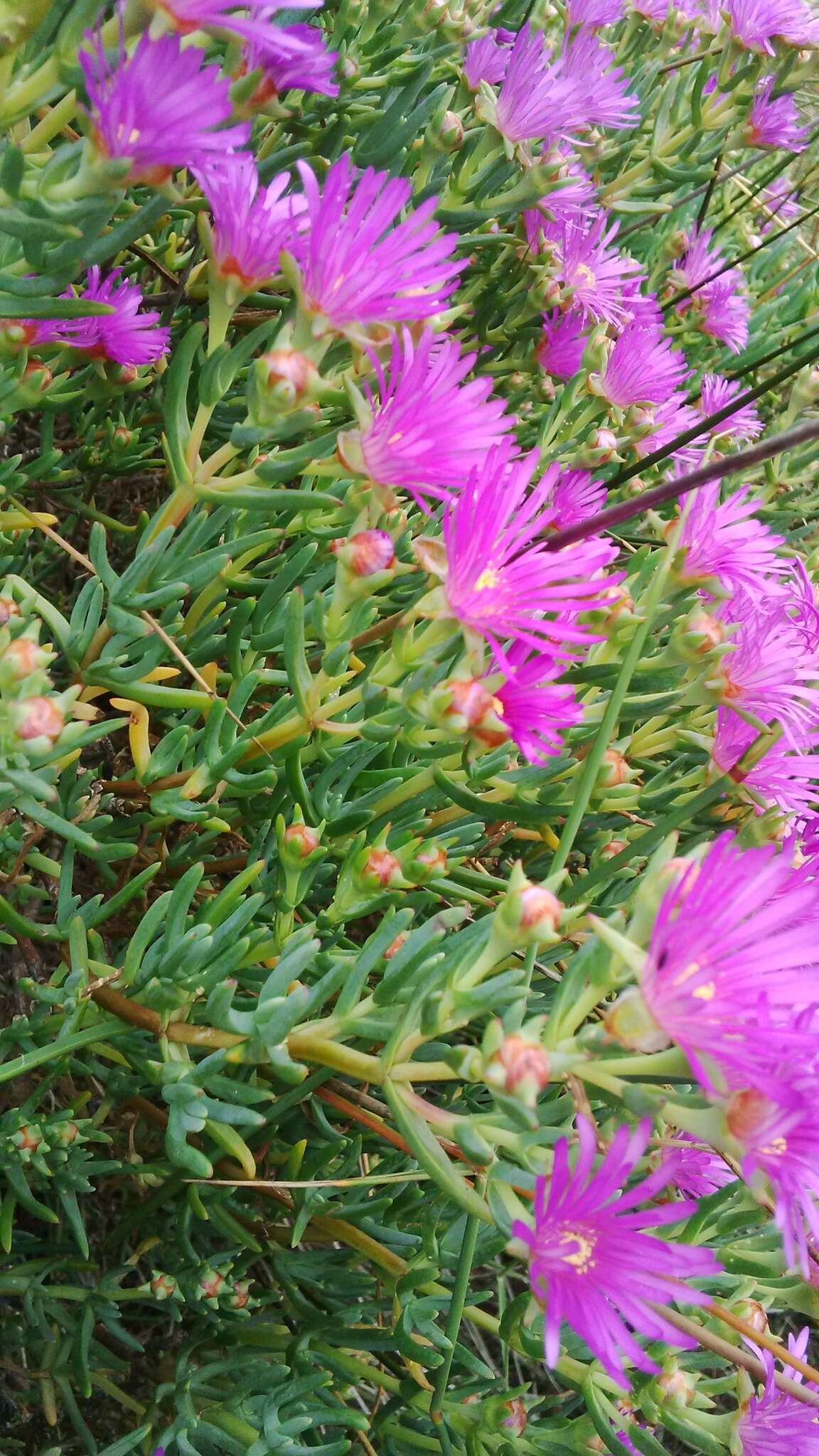 Image of Lampranthus stipulaceus (L.) N. E. Br.