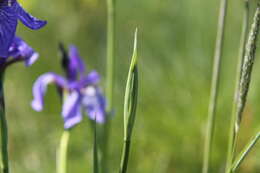 Image of German Iris