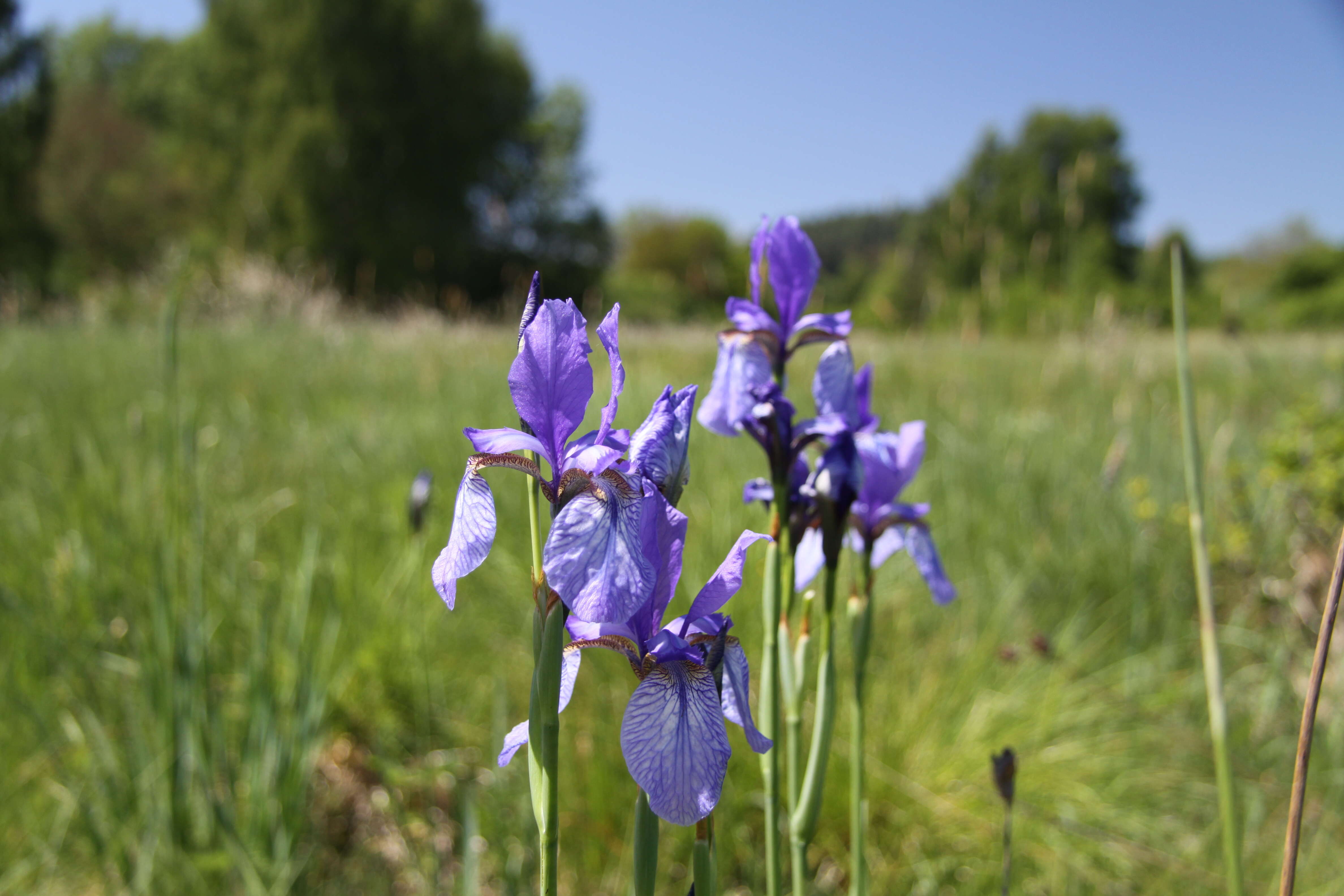 Image of German Iris