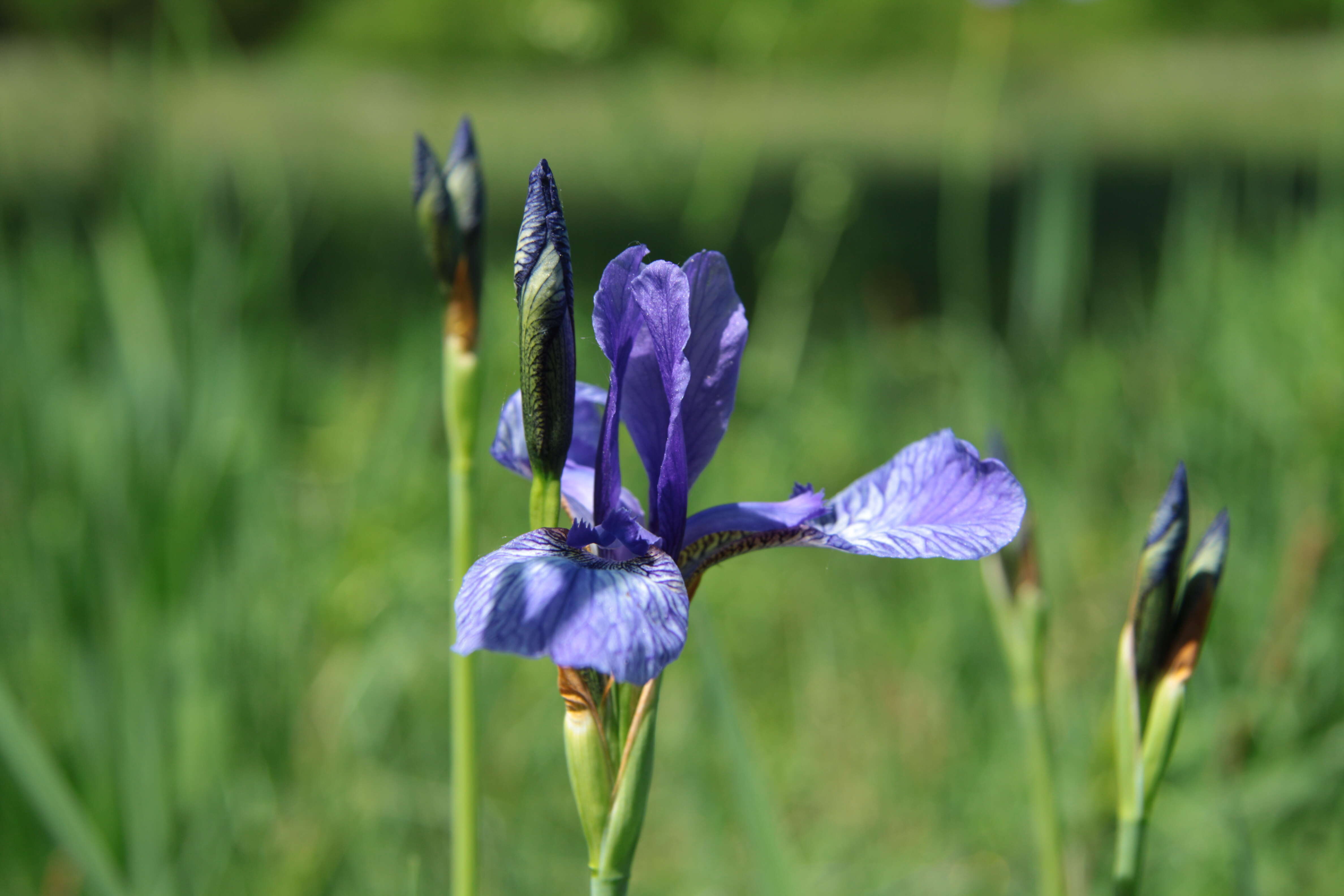 Image of German Iris