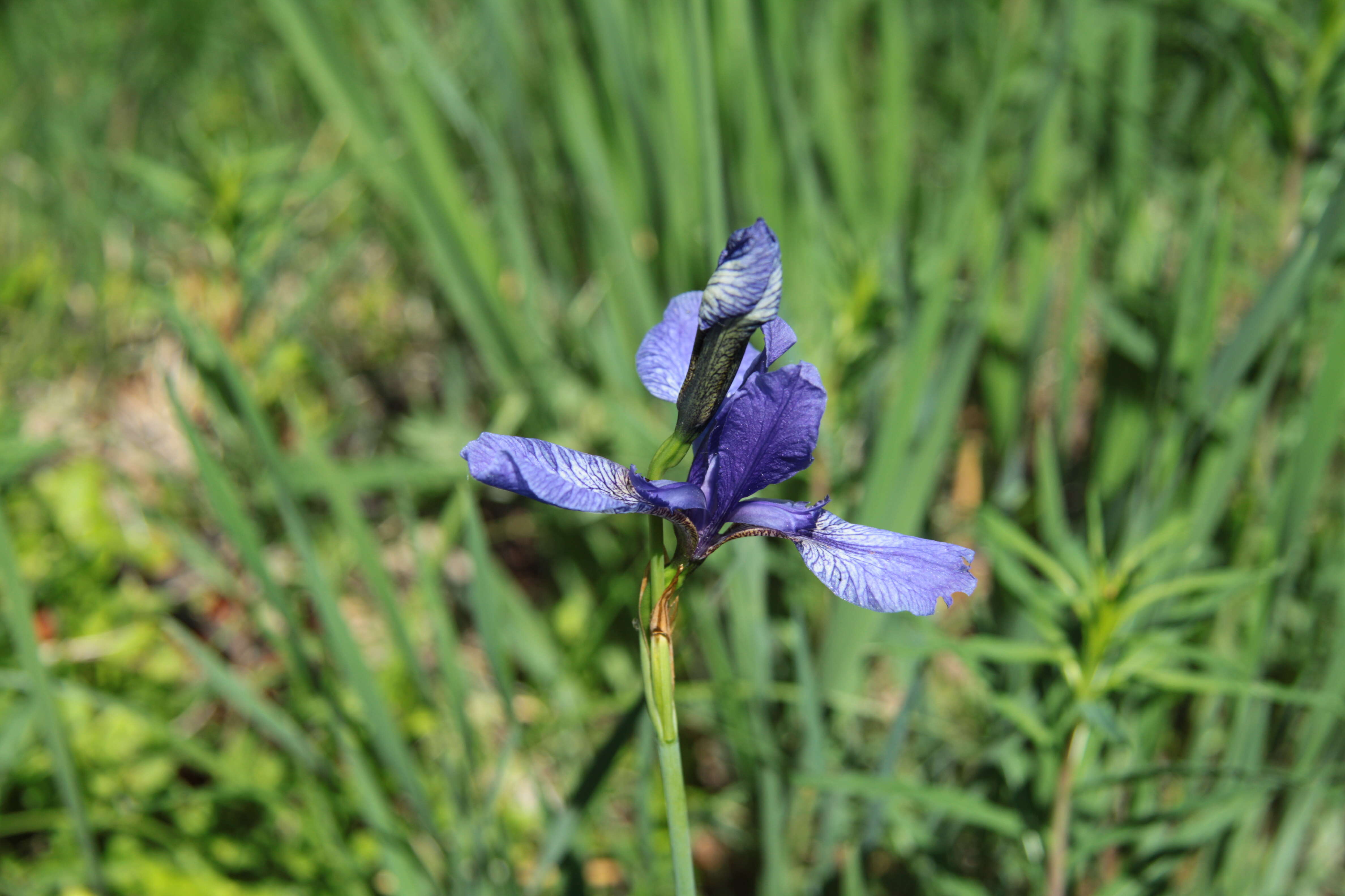 Image of German Iris