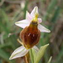 Ophrys argolica subsp. crabronifera (Sebast. & Mauri) Faurh.的圖片