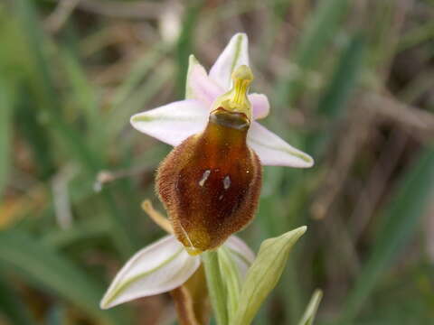 Image of Ophrys argolica subsp. crabronifera (Sebast. & Mauri) Faurh.