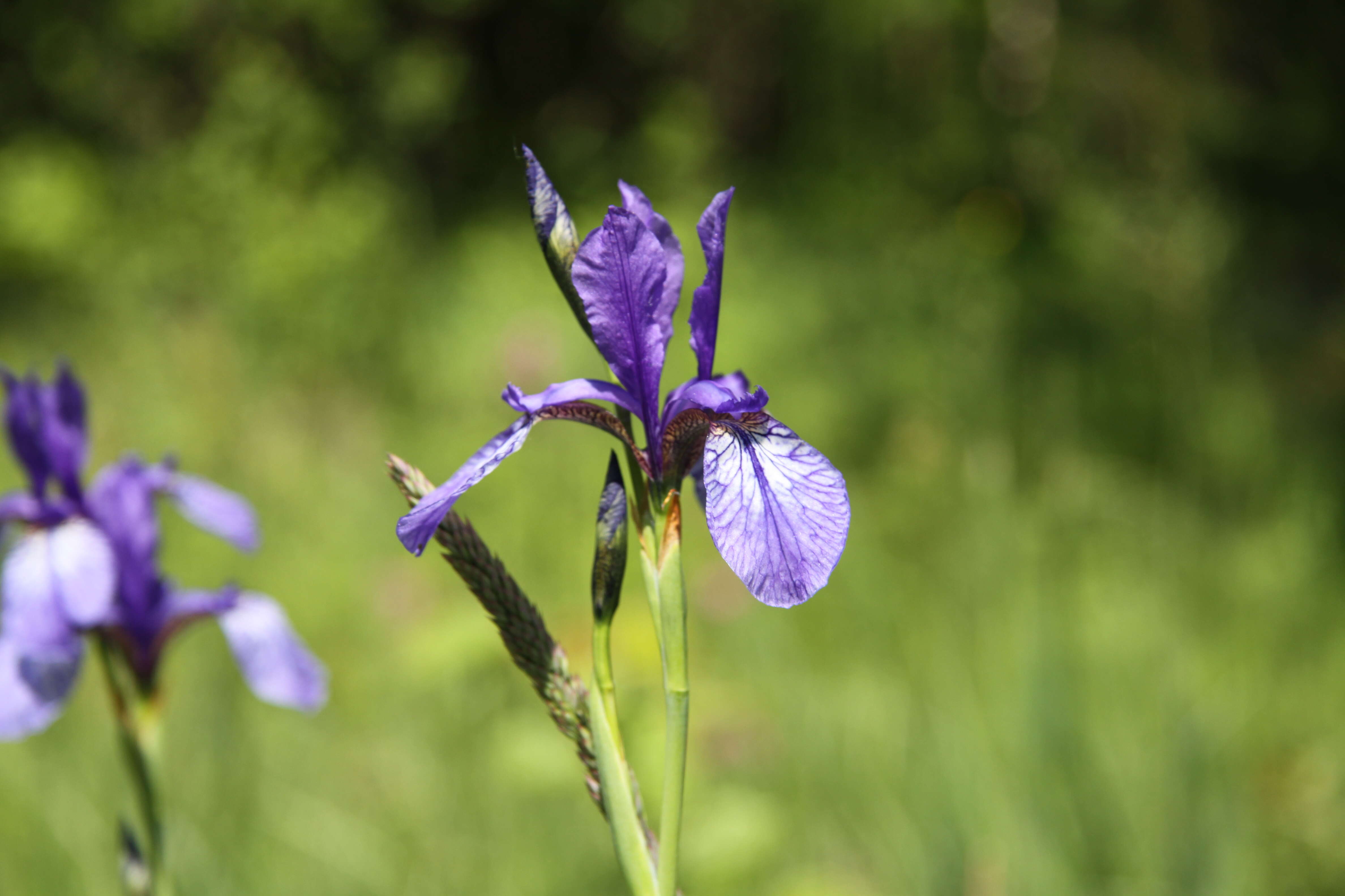 Image of German Iris