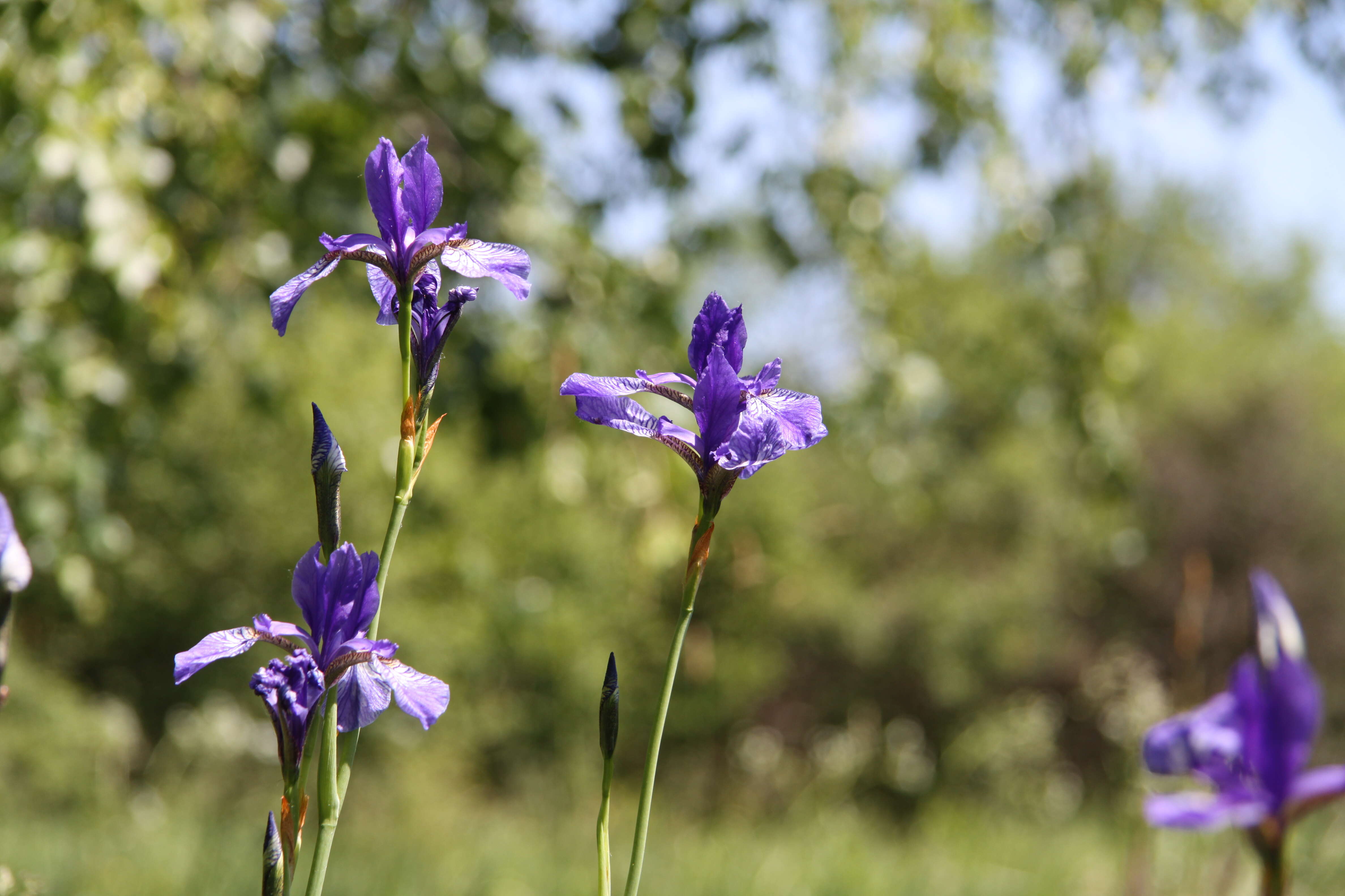 Image of German Iris