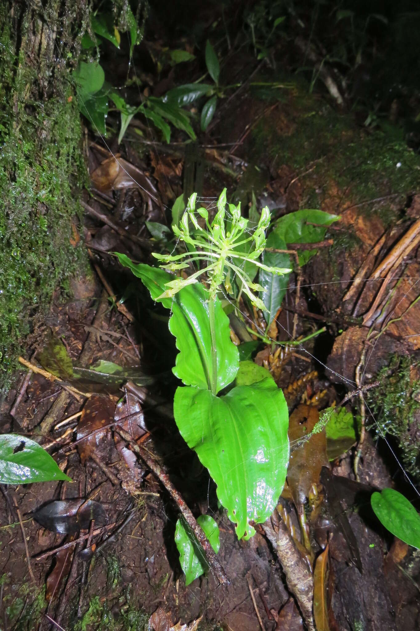 Image of Malaxis lepanthiflora (Schltr.) Ames