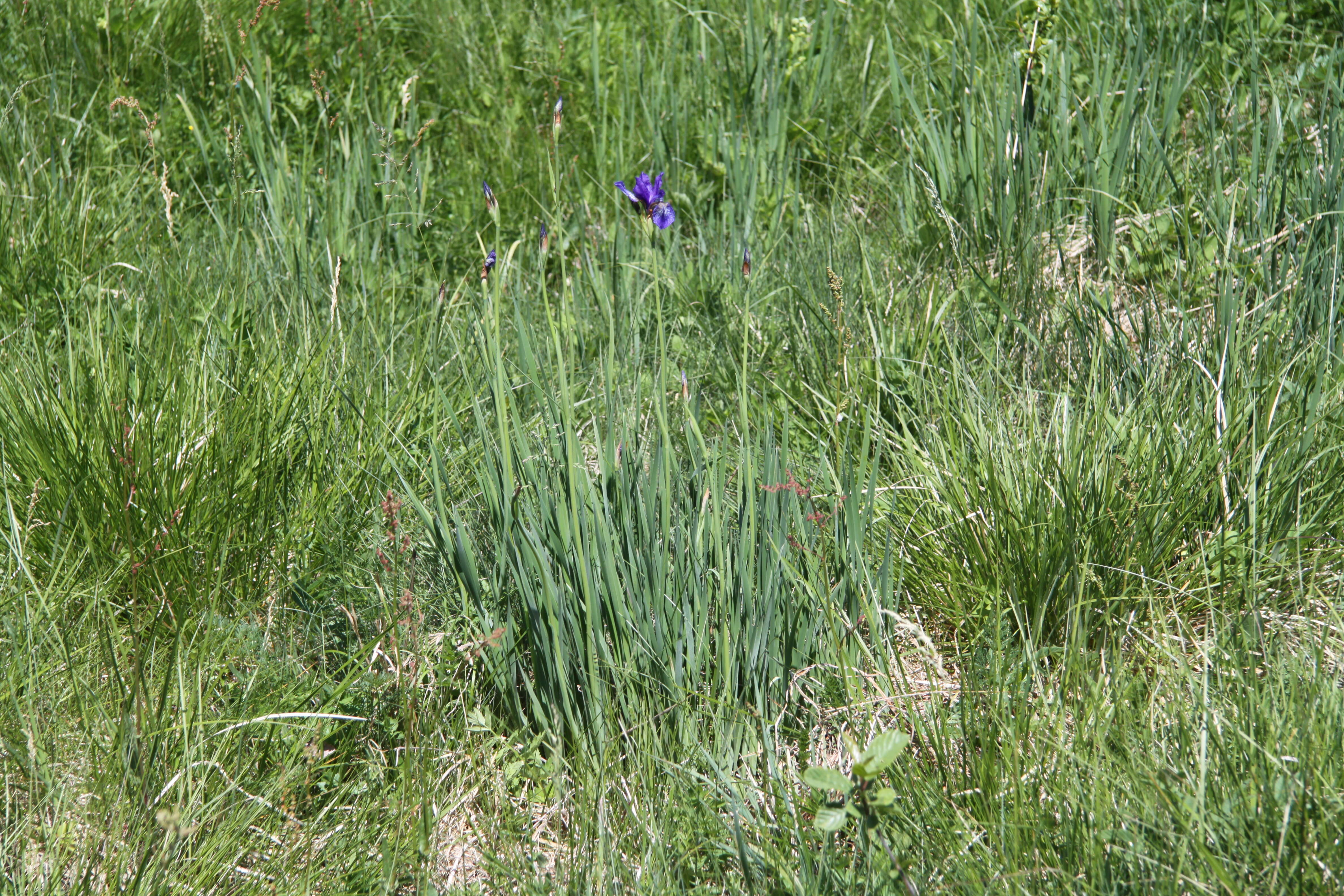 Image of German Iris