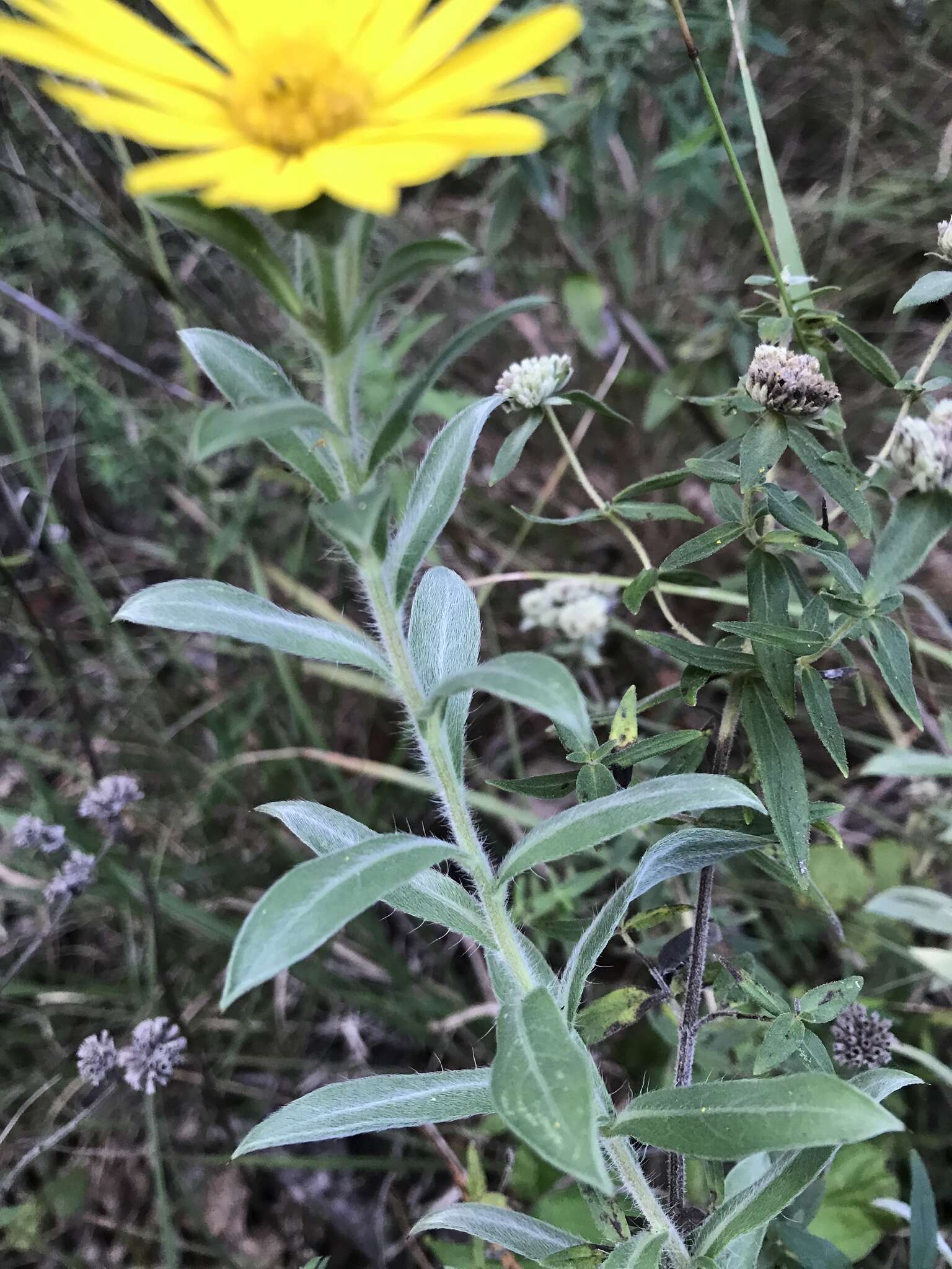 Image of lemonyellow false goldenaster