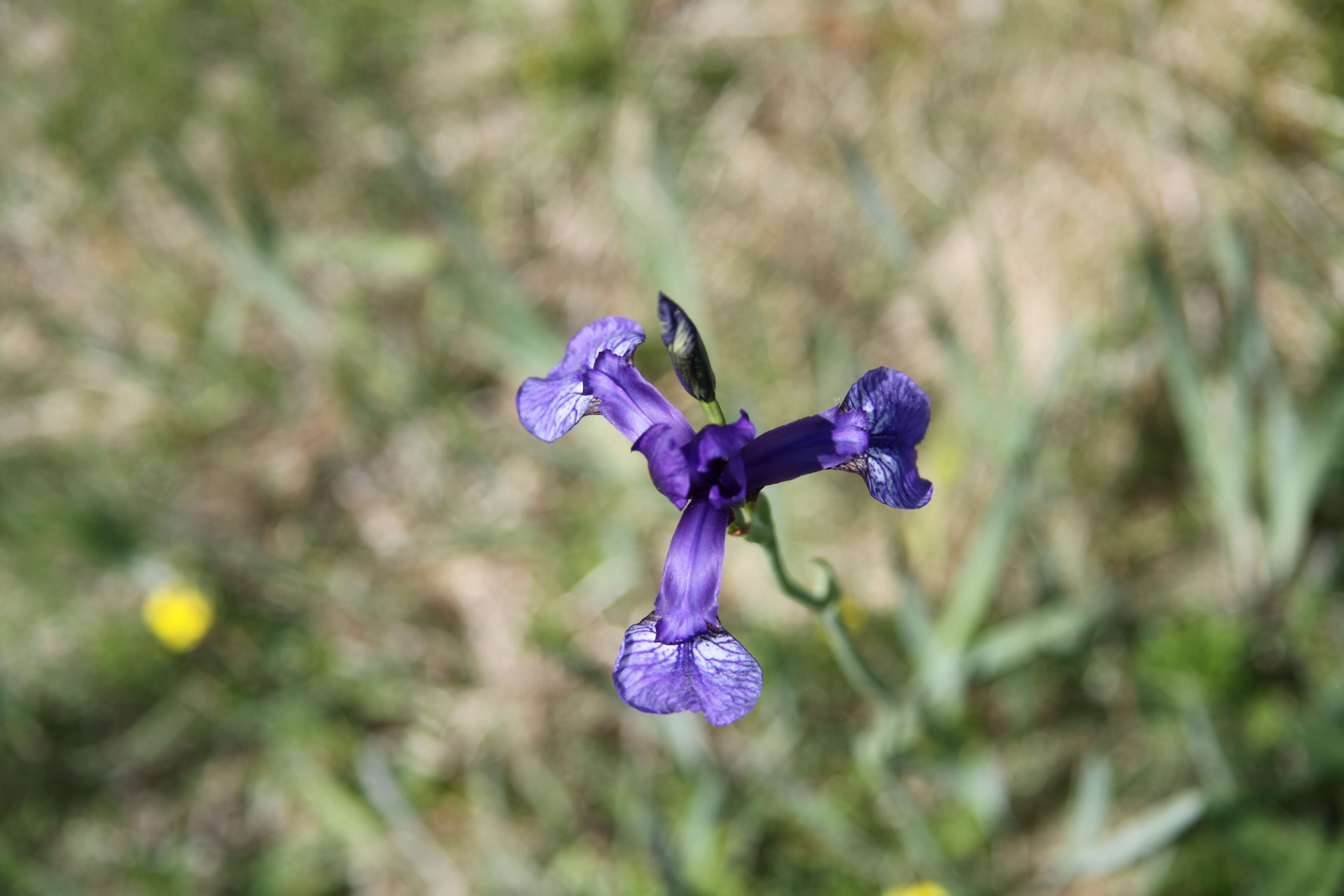 Image of German Iris