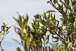 Image of Pacific willow