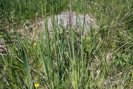 Image of German Iris