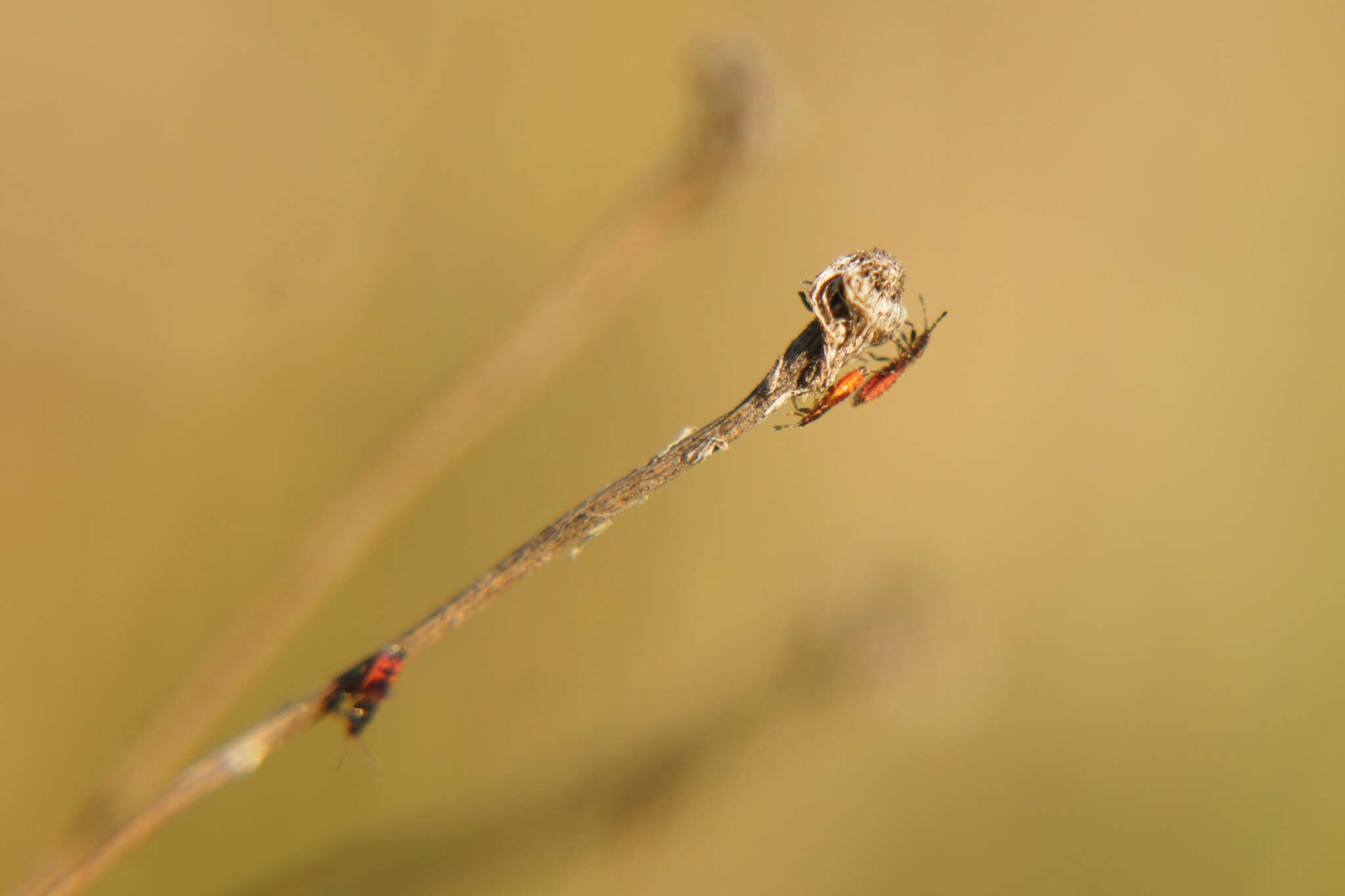 Image of European Chinchbug