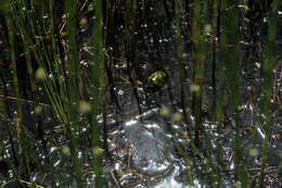 صورة Pelophylax esculentus