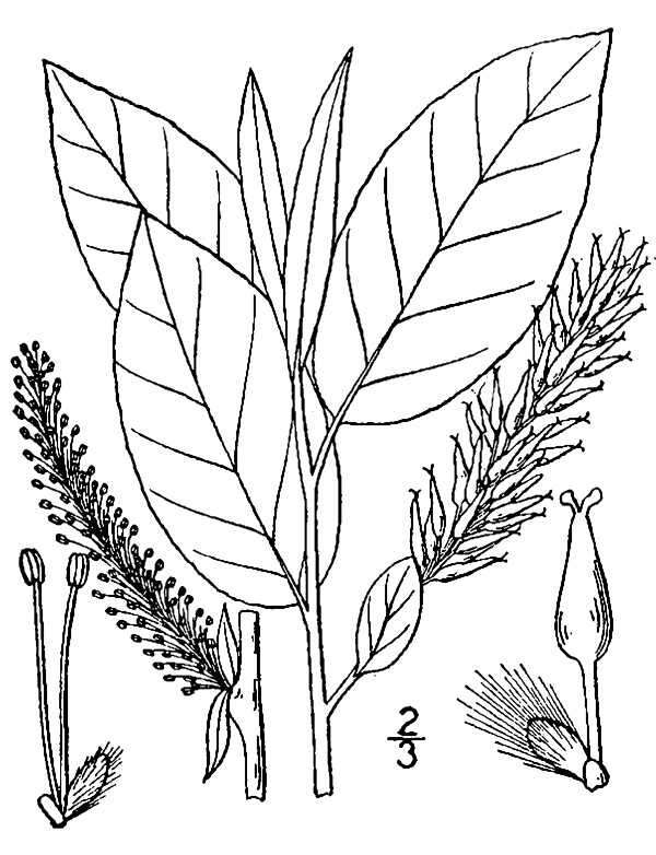 Image of balsam willow