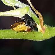 Image of Ant-mimicking Treehopper