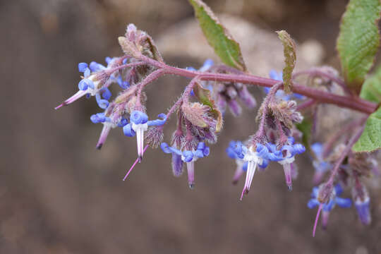 Image of Trachystemon orientalis