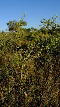 Imagem de Abutilon rehmannii E. G. Baker