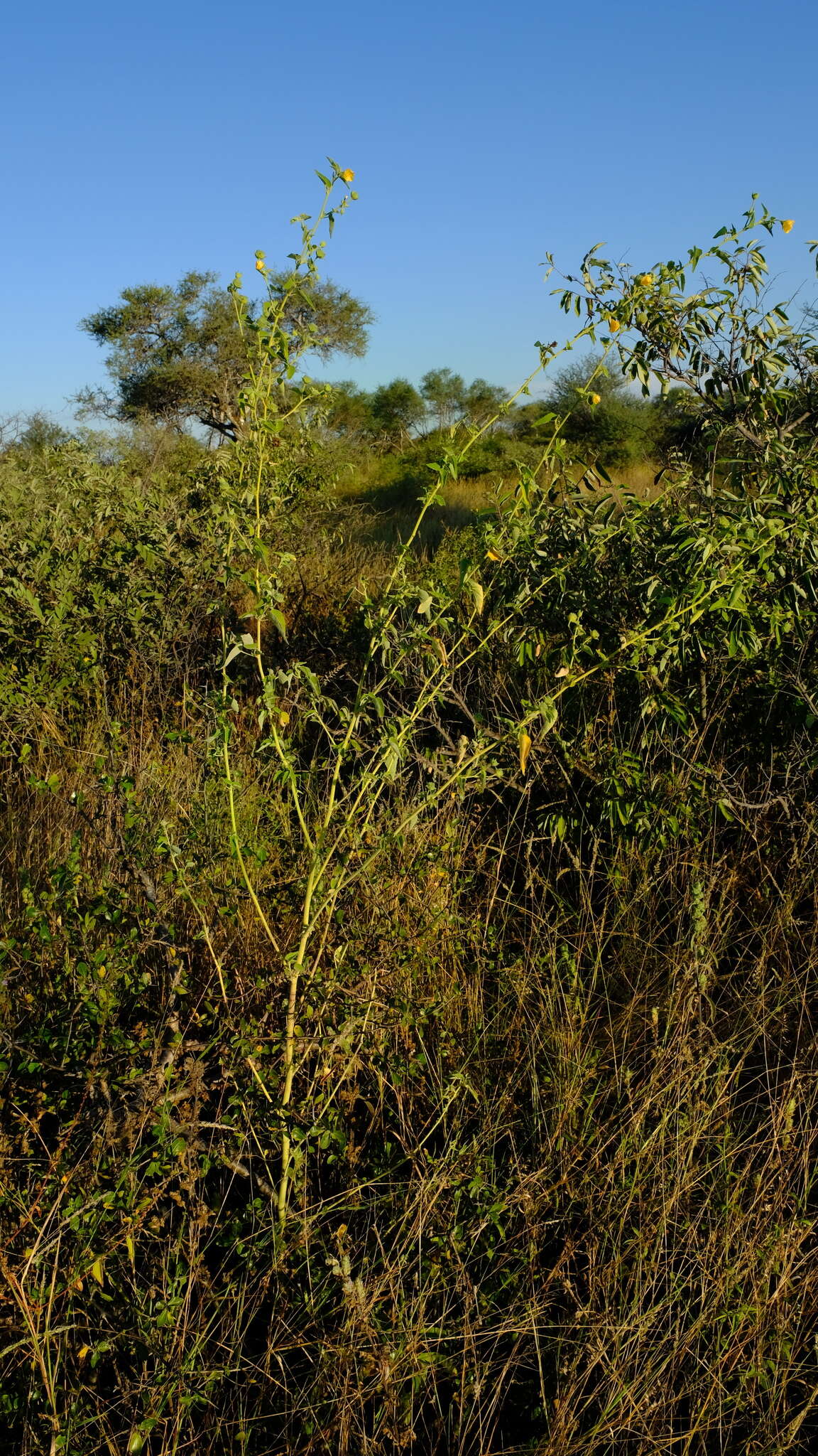 Image of Abutilon rehmannii E. G. Baker